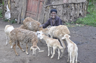 Proud beneficiary of the project with her herd of sheep