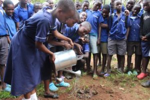 Pupils from a school in Lilongwe water a tree seedling they planted