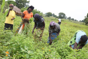 A section of the Lomiriji group members at their farm harvesting ground