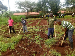 Seminarians and Deacons Weeding Maize Plantation