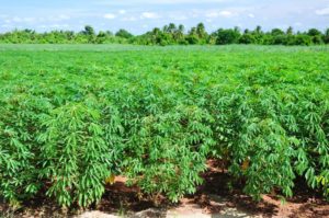Model Cassava garden-courtesy photo
