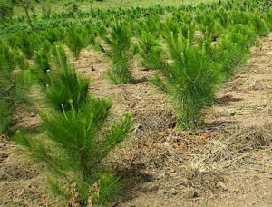 Pine trees near Fatima Girls Comprehensive Secondary School premises-Aloi. It was planted in 2019-courtesy picture