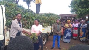 Mtekateka hands over sweet potatoes cuttings.