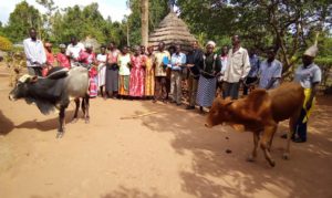 Rev Fr Boniface Okori the director Caritas Lira Diocese handing over a pair of oxen to farmers group