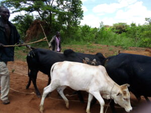 Residents from Otuke district, the areas being invaded by suspected Karamojong cattle rustlers fleeing with their Cows to seek for refuge